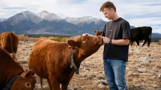 Solar-Powered Smart Collars Transform Cattle Management