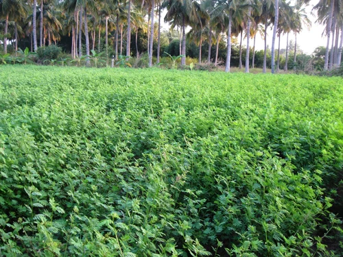 Government Proposal for Agricultural Licensing Rounds to End Rentier Economy