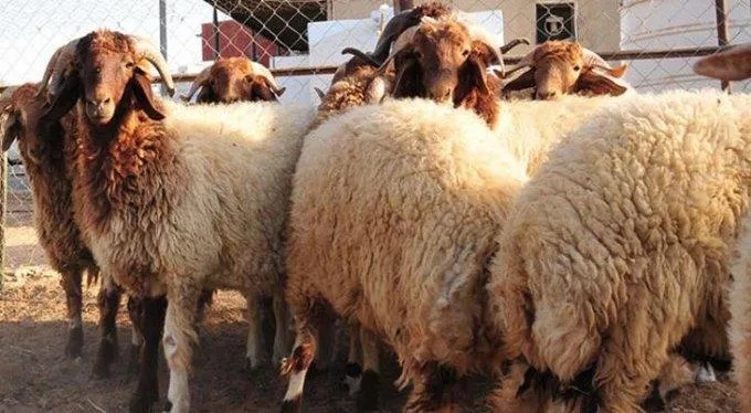 وزارة الزراعة تؤكد استمرار حظر استيراد لية الغنم