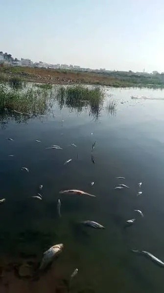 Environmental Disaster in Syrian Euphrates: Mass Fish Deaths and Warnings for Iraq